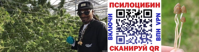 Псилоцибиновые грибы GOLDEN TEACHER  Дубна 
